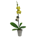 Phalaenopsis Orchid Single - 12CM
