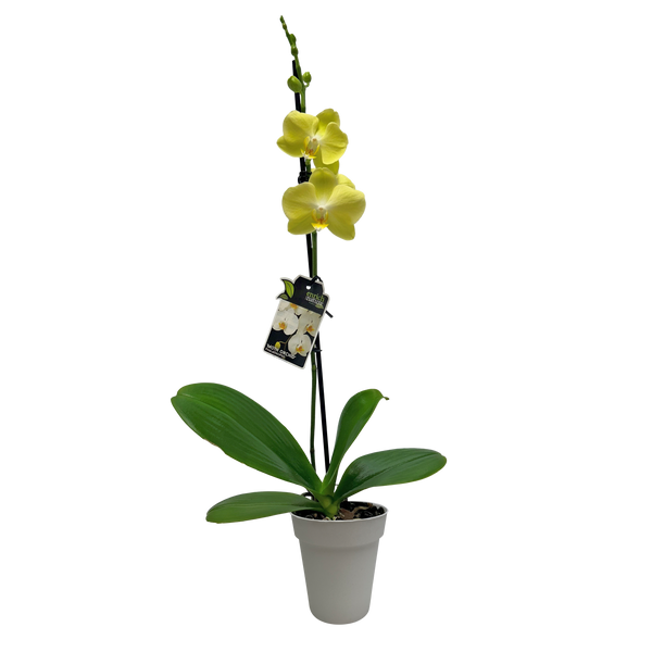 Phalaenopsis Orchid Single - 12CM