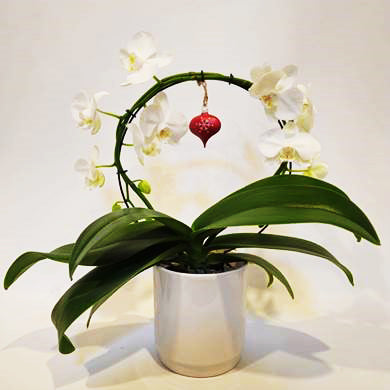 Phalaenopsis Hoop In Ceramic Pot - 12CM