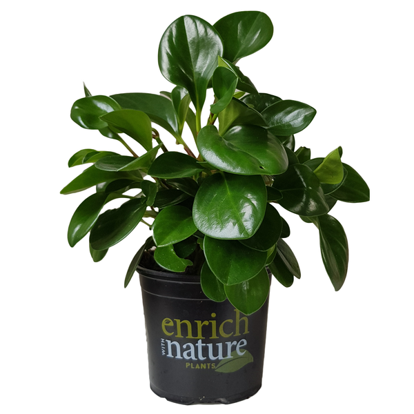 Peperomia Jade - 12CM