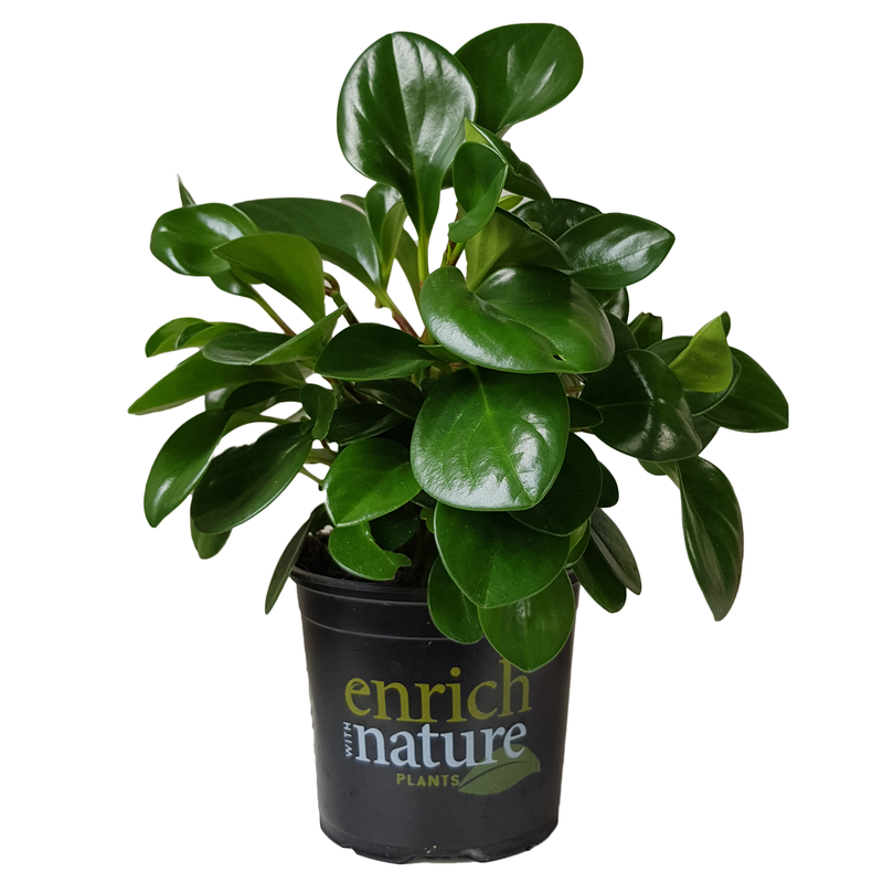Peperomia Jade - 12CM