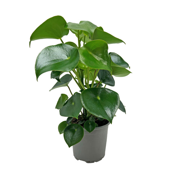 Peperomia Polybotrya - 12CM
