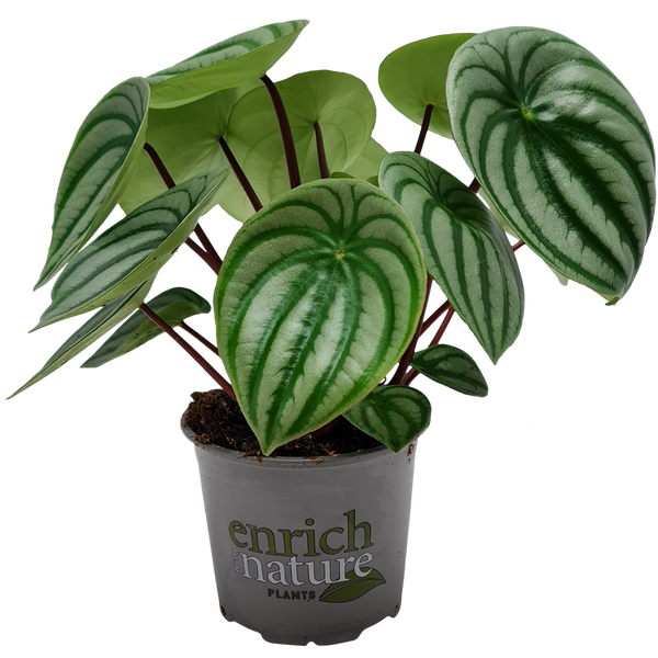 Peperomia Argyeia Watermelon - 12CM