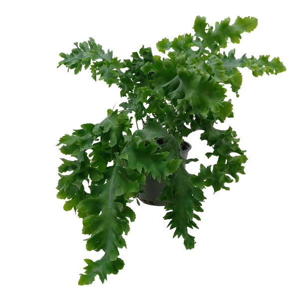 Phlebodium Davana - 12CM