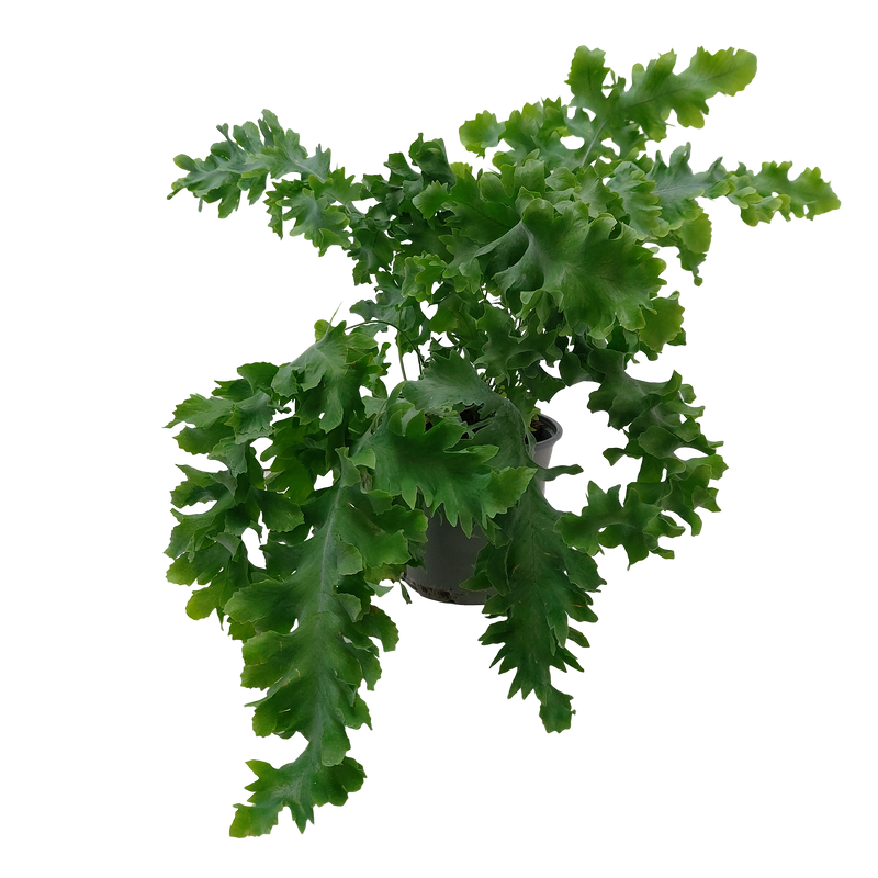 Phlebodium Davana - 12CM