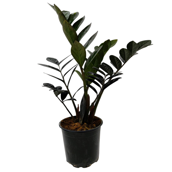 Zamioculcas Raven - 12CM