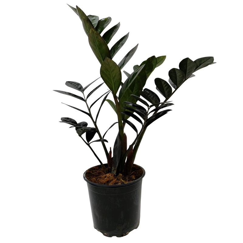 Zamioculcas Raven - 12CM
