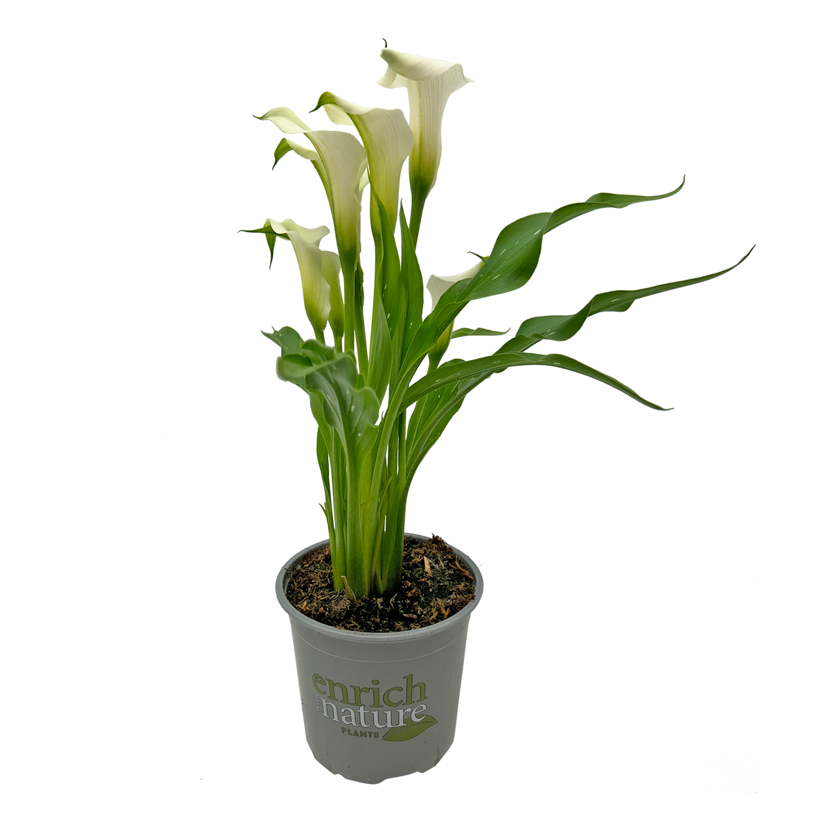 white lilies nz Zantedeschia