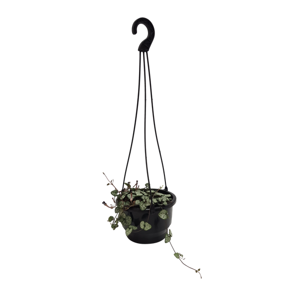 Ceropegia Woodi Chain Of Hearts - 13CM