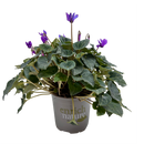 Cyclamen Dragon Blue 13CM