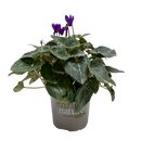 Cyclamen Dragon Blue 13CM