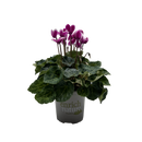 Cyclamen Elegante 13CM