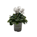 Cyclamen Elegante 13CM