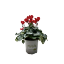 Cyclamen Elegante 13CM