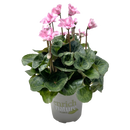 Cyclamen Illusia 13CM