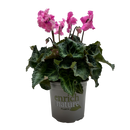 Cyclamen Merengue 13CM
