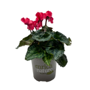 Cyclamen Merengue 13CM
