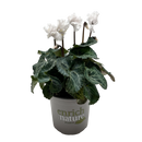 Cyclamen Merengue 13CM