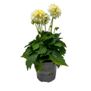 Dahlia Dahlianova® - 13CM