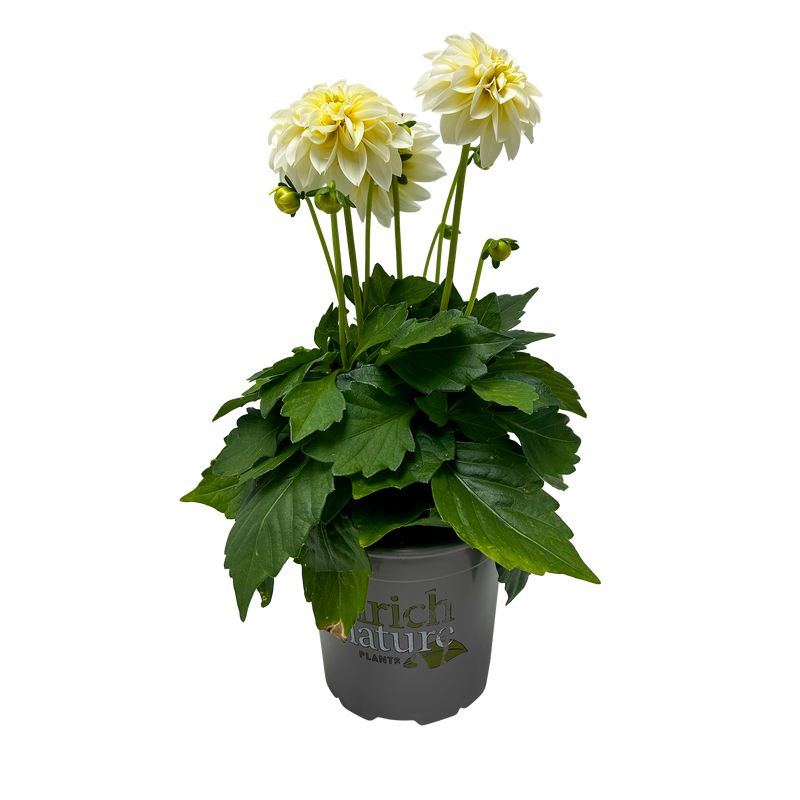 Dahlia Dahlianova® - 13CM