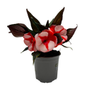 Impatiens Tropical - 13CM