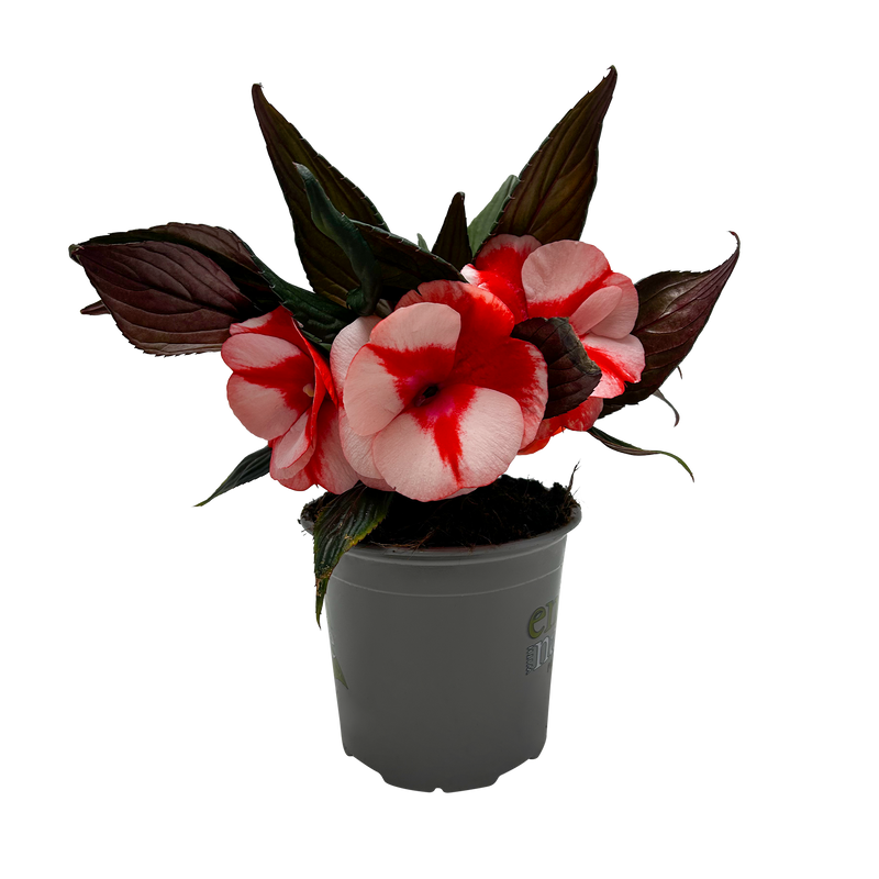Impatiens Tropical - 13CM