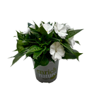 Impatiens Tropical - 13CM