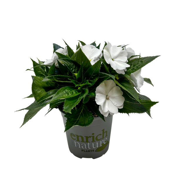 Impatiens Tropical - 13CM