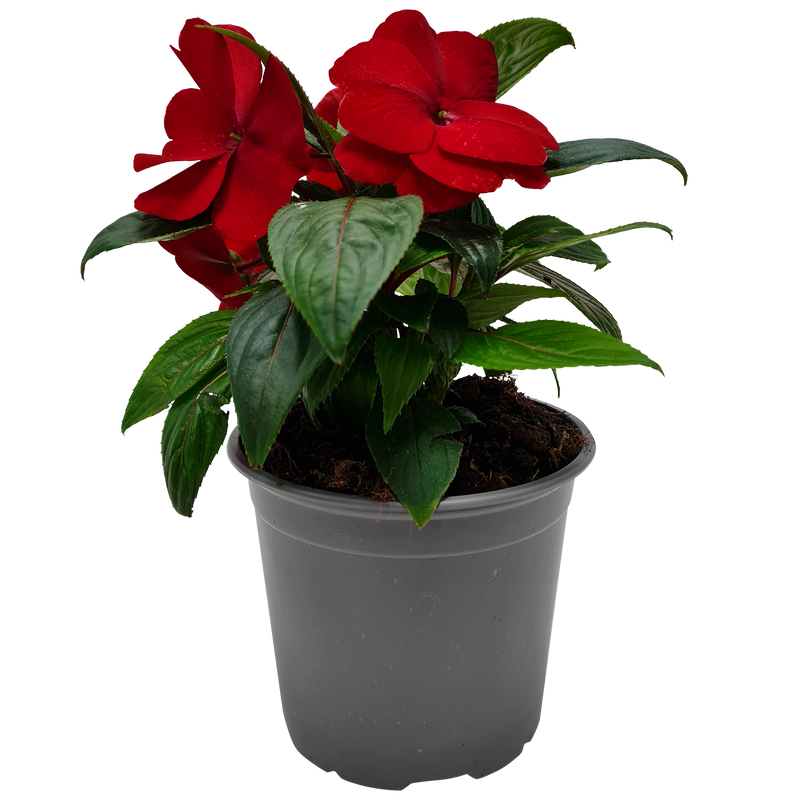 Impatiens Tropical - 13CM