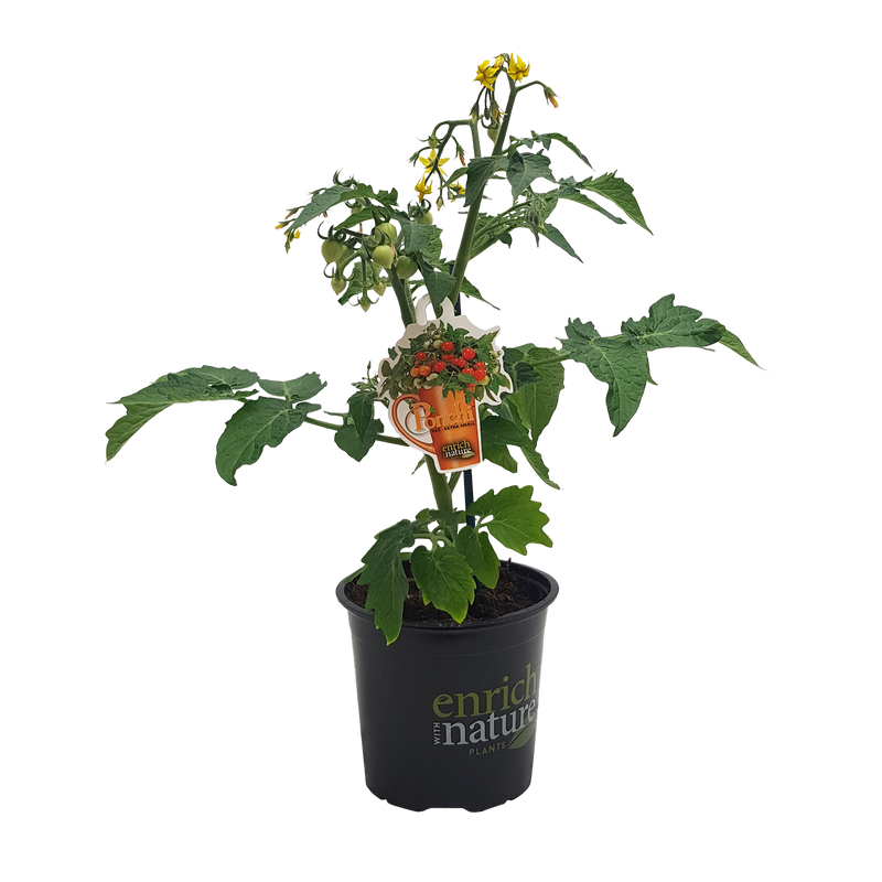 Tomato Ponchi