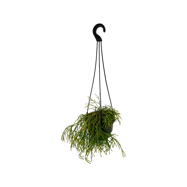 Rhipsalis Basket - 13CM