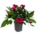 Impatiens Sun Harmony 13CM