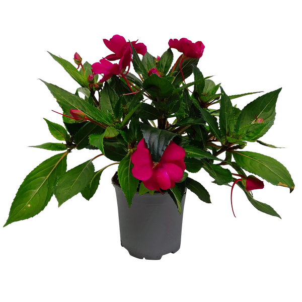 Impatiens Sun Harmony 13CM