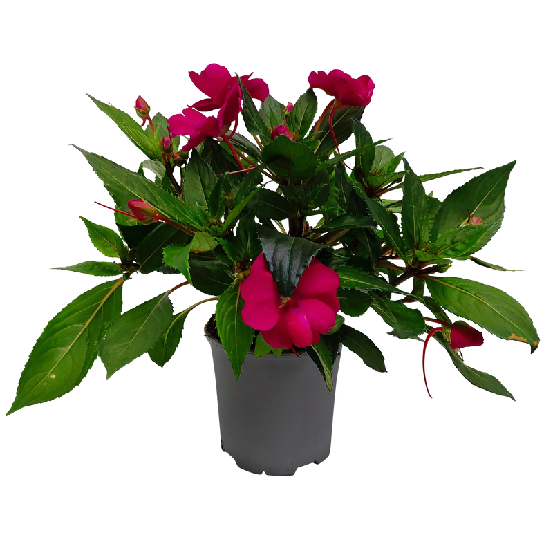 Impatiens Sun Harmony 13CM