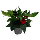 Impatiens Sun Harmony 13CM