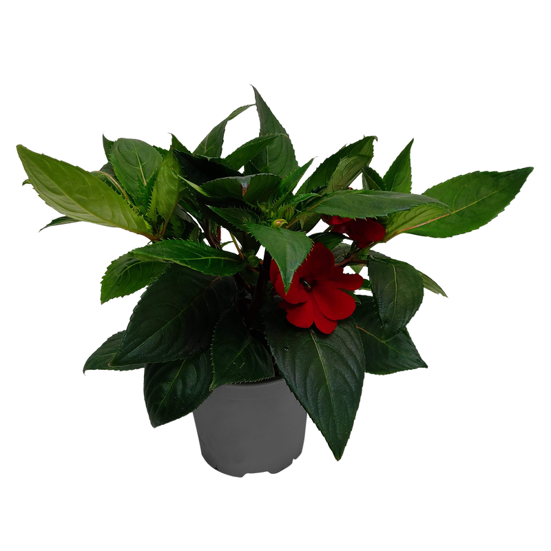 Impatiens Sun Harmony 13CM