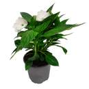 Impatiens Sun Harmony 13CM