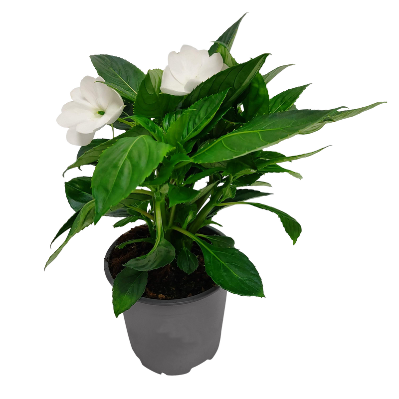 Impatiens Sun Harmony 13CM