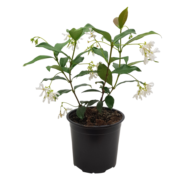Trachelospermum - 13CM