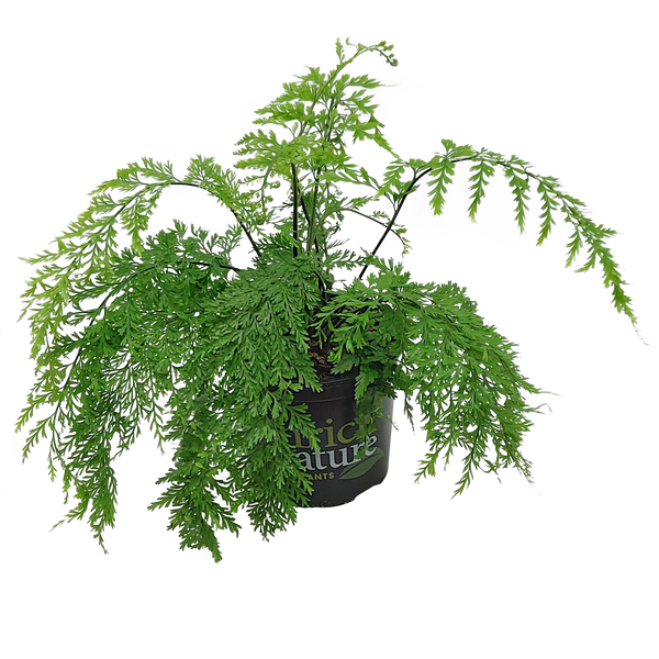 Asplenium Bulbiferum - 15CM