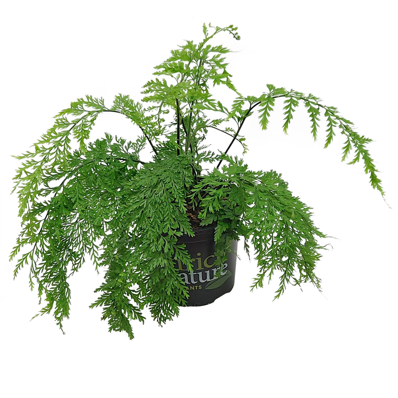 Asplenium Bulbiferum - 15CM
