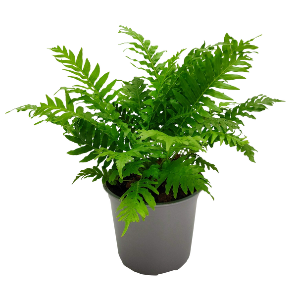 Blechnum Silver Lady - 15CM