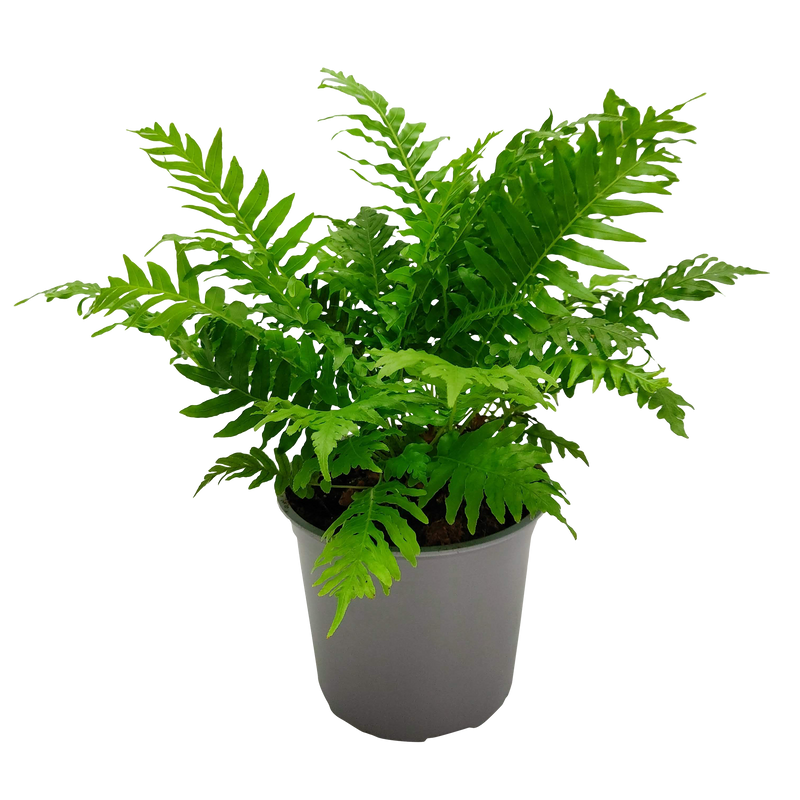 Blechnum Silver Lady - 15CM