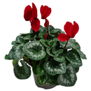 Cyclamen - 15CM