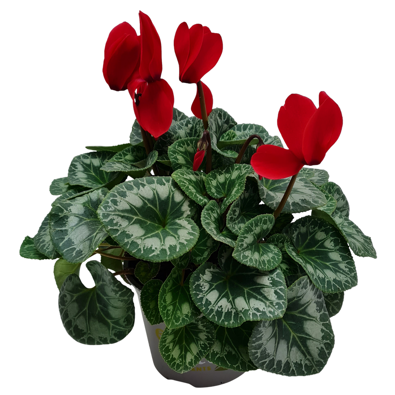 Cyclamen - 15CM
