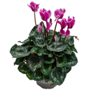 Cyclamen - 15CM