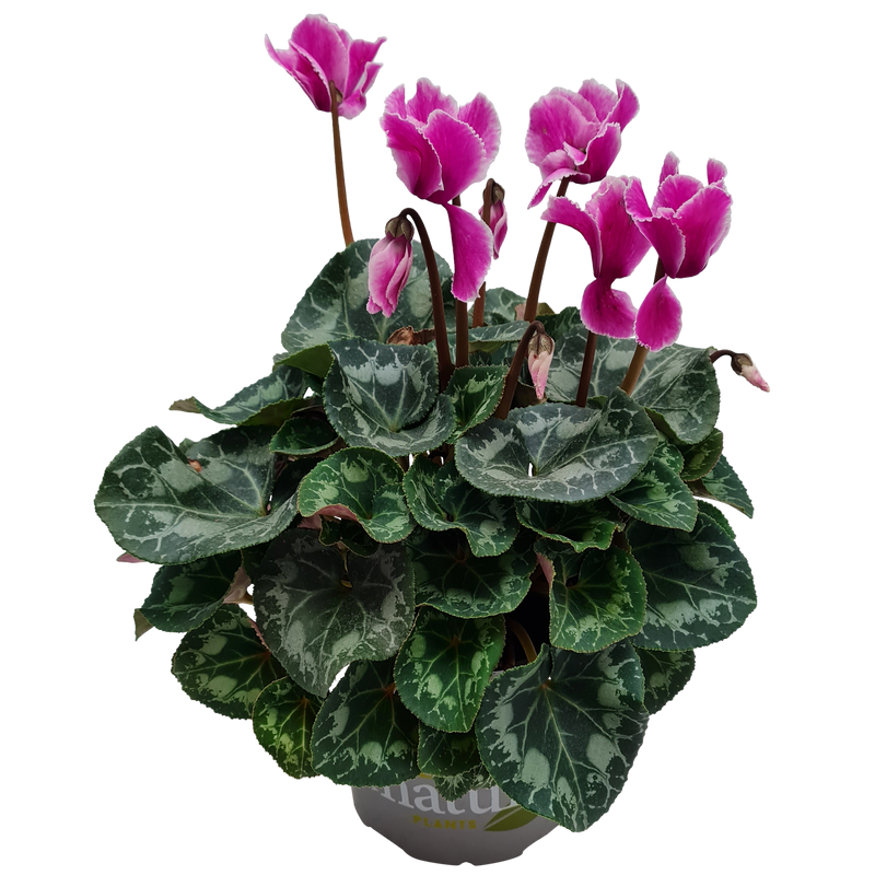 Cyclamen - 15CM
