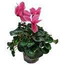 Cyclamen - 15CM