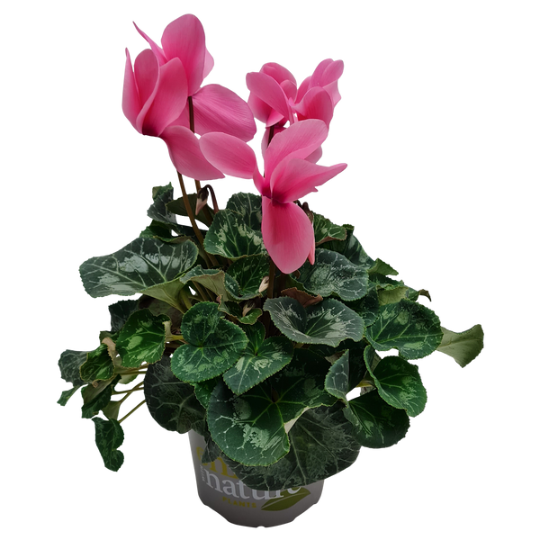 Cyclamen - 15CM