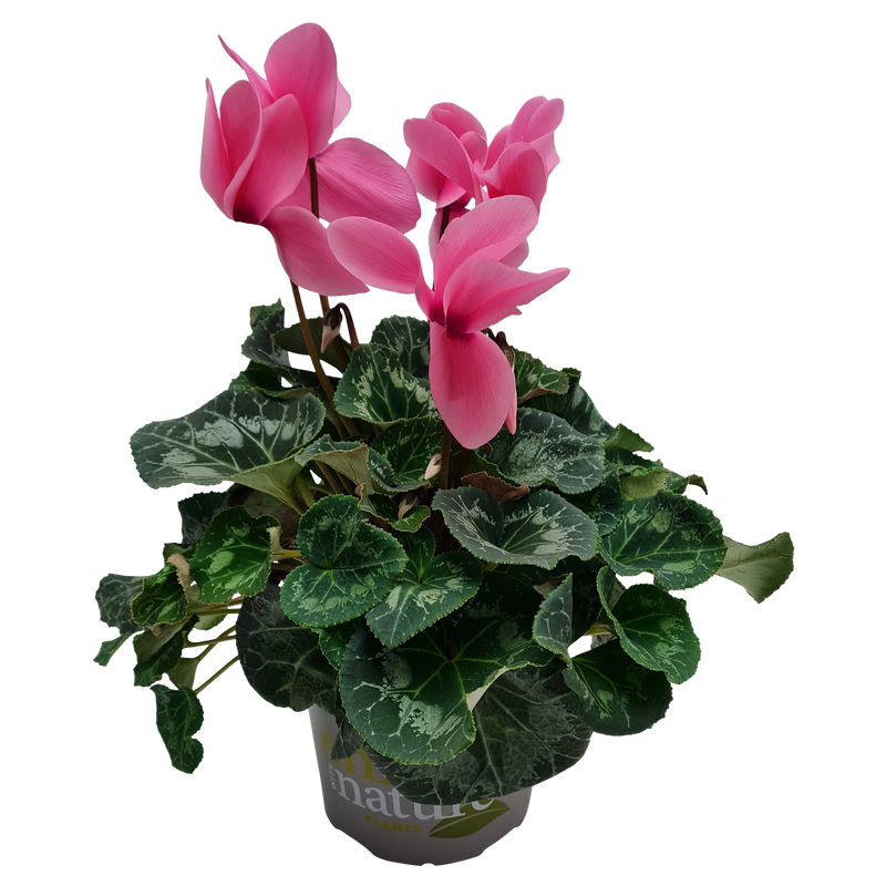 Cyclamen - 15CM